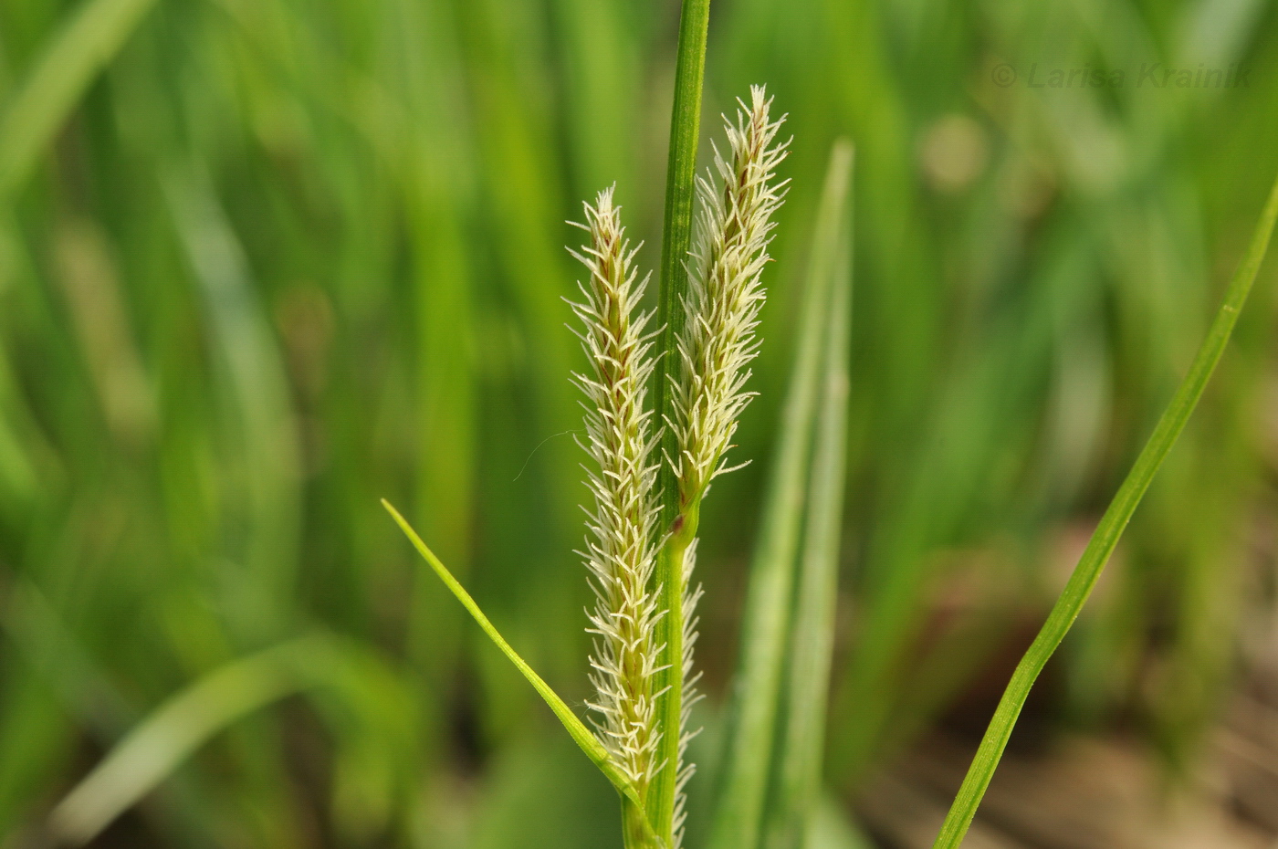 Изображение особи Carex dispalata.