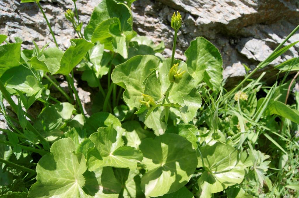 Image of Caltha polypetala specimen.