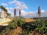 Echium acanthocarpum