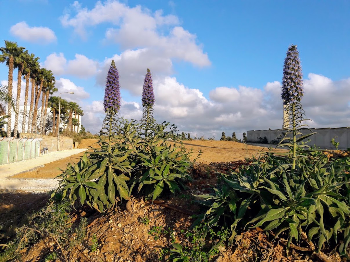 Image of Echium acanthocarpum specimen.