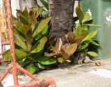 Barringtonia asiatica. Прикорневая поросль. Таиланд, о-в Пхукет, курорт Ката, в культуре (?). 10.01.2017.