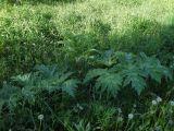 Heracleum mantegazzianum. Вегетирующее растение. Москва, Бутовский лесопарк, пойма реки Гвоздянки, луг. 17.06.2017.