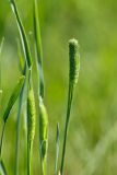 Phleum pratense