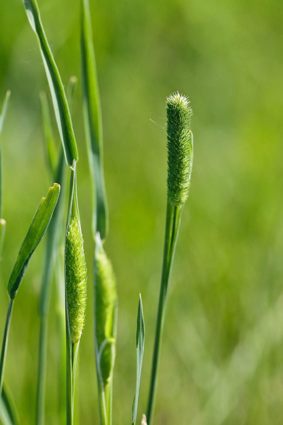 Изображение особи Phleum pratense.