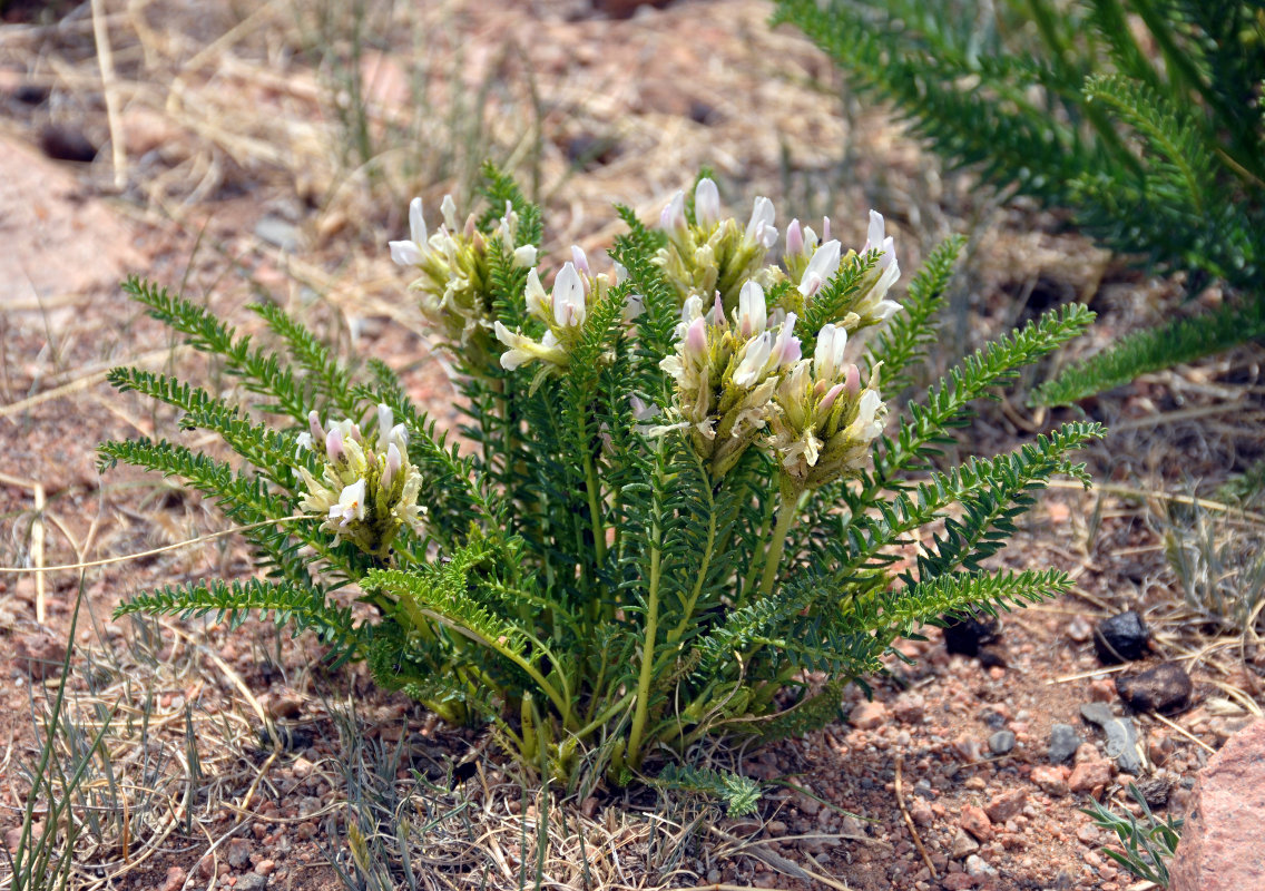 Изображение особи Oxytropis pseudoglandulosa.