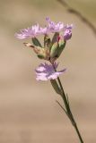 Dianthus polymorphus. Верхушка побега с соцветием. Ростовская обл., Шолоховский р-н, окр. станицы Еланская, песчаный массив. 25.06.2017.