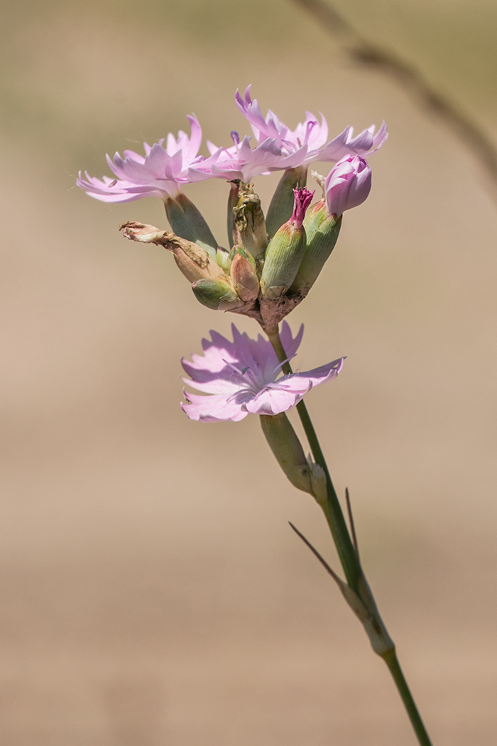 Image of Dianthus polymorphus specimen.