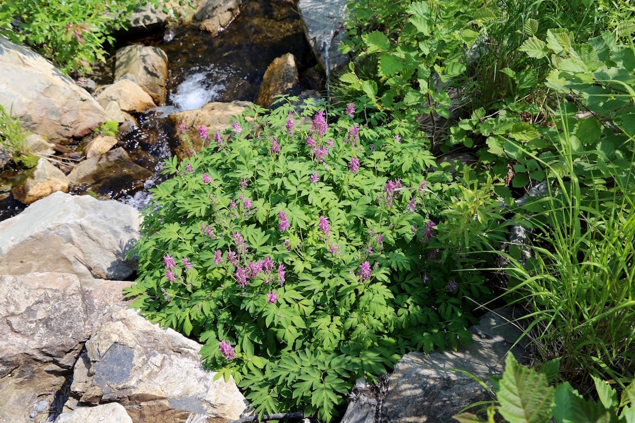 Изображение особи Corydalis multiflora.