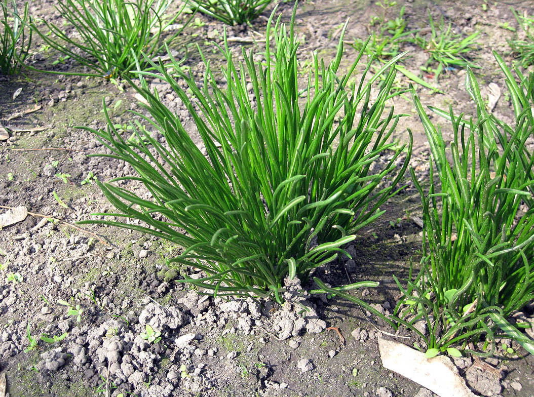 Image of Ornithogalum kochii specimen.