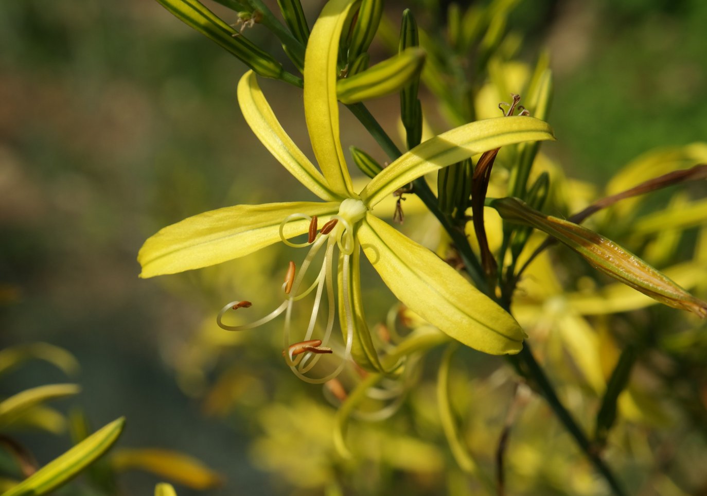 Изображение особи Asphodeline liburnica.