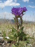 Campanula glomerata