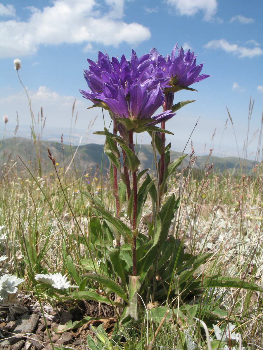 Изображение особи Campanula glomerata.