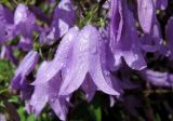 Campanula rapunculoides. Цветки в дождевых каплях. Московская обл., г. Электрогорск, городской рынок, в культуре. 23.07.2017.