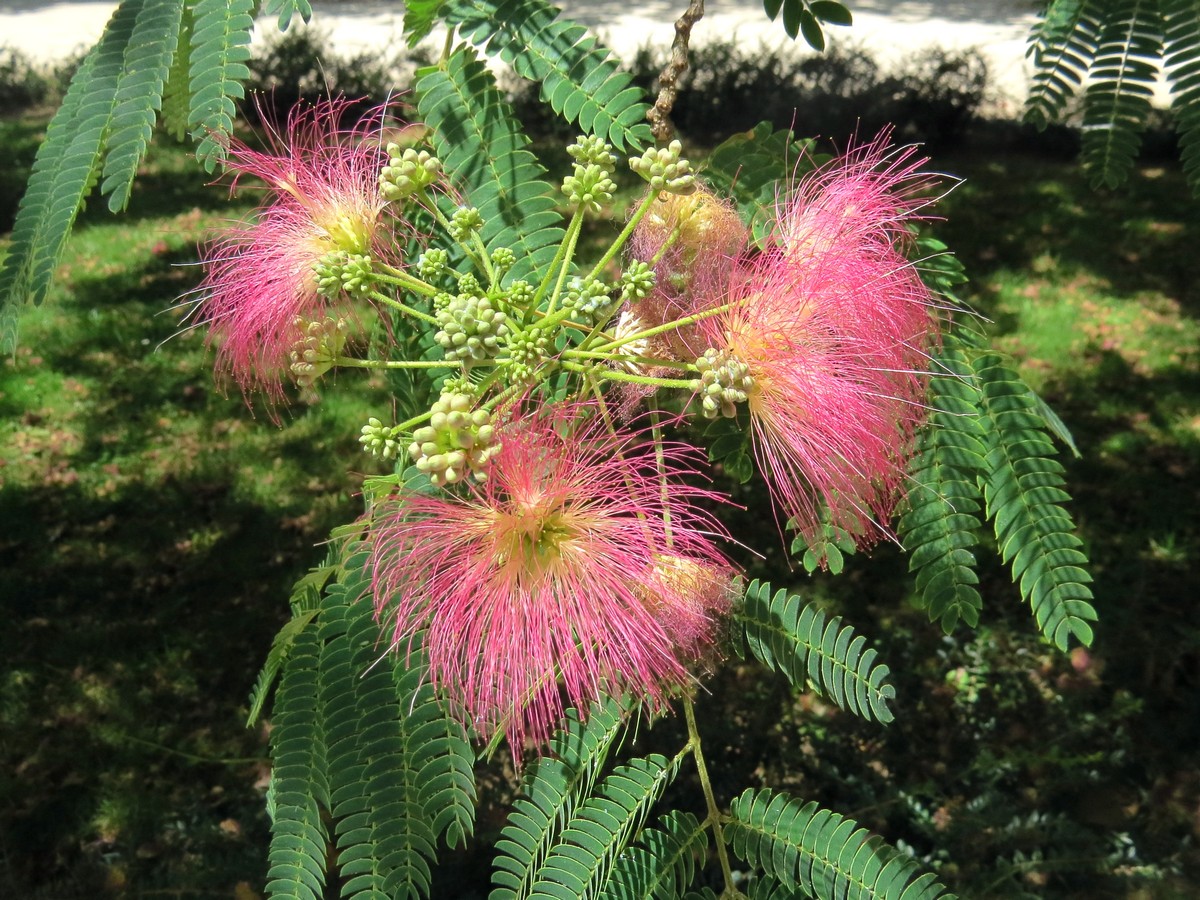 Изображение особи Albizia julibrissin.