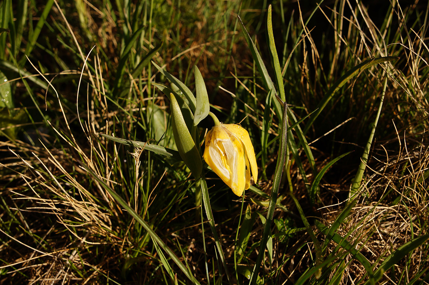 Image of Fritillaria ophioglossifolia specimen.