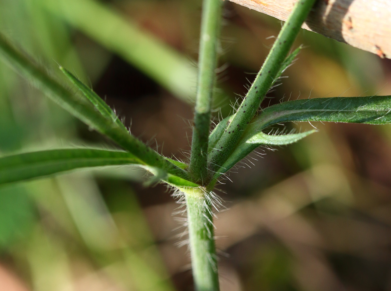 Изображение особи Knautia arvensis.