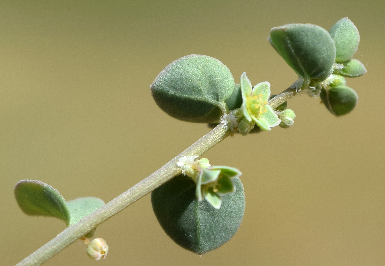 Image of Andrachne rotundifolia specimen.