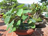 Nelumbo nucifera