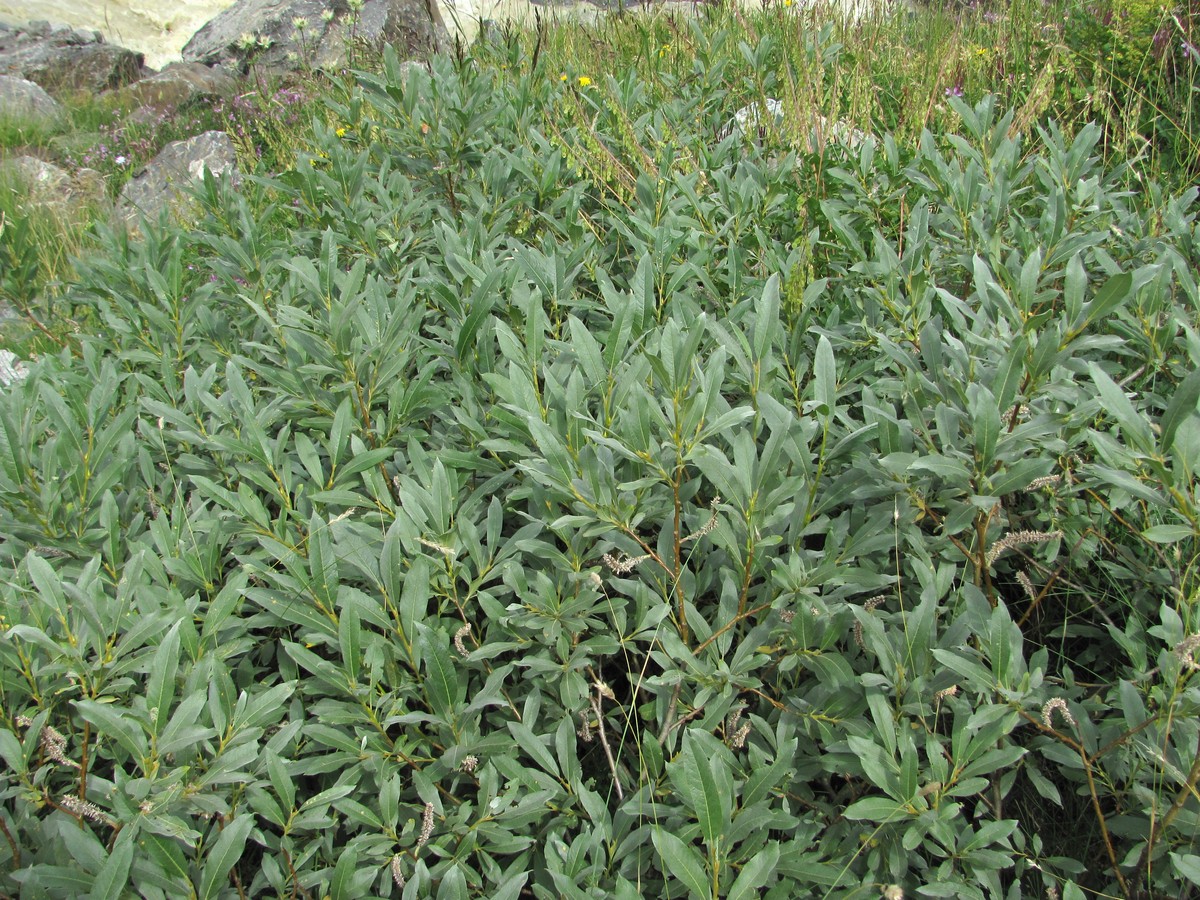 Image of Salix pantosericea specimen.