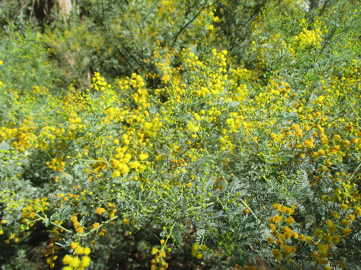 Изображение особи Acacia chinchillensis.