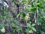 Lonicera microphylla