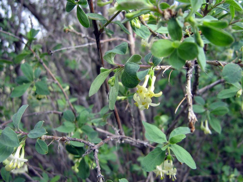 Image of Lonicera microphylla specimen.