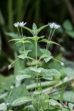 Stellaria bungeana