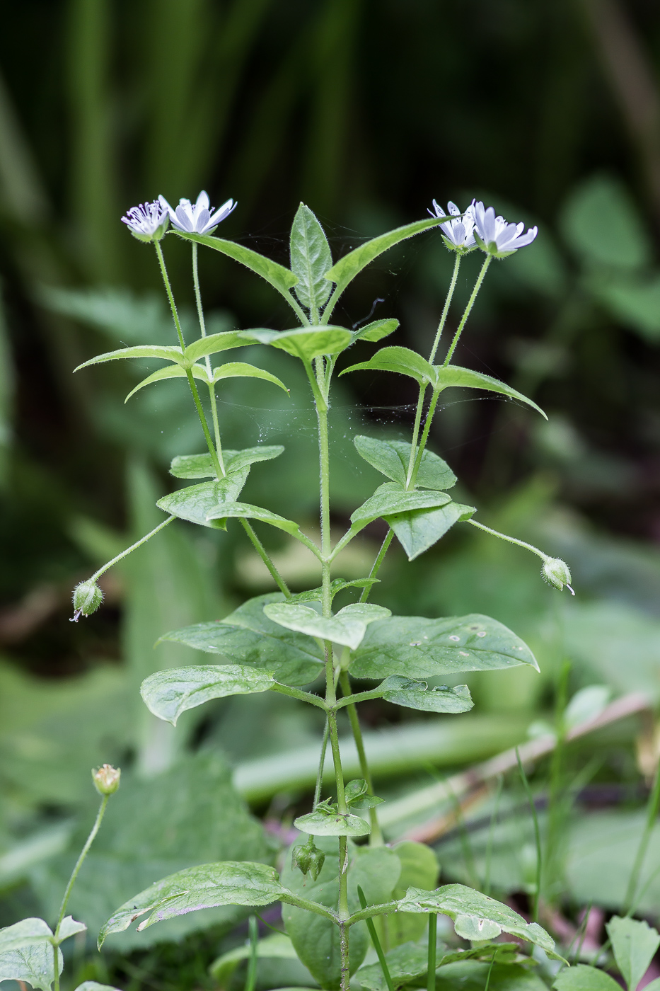 Изображение особи Stellaria bungeana.