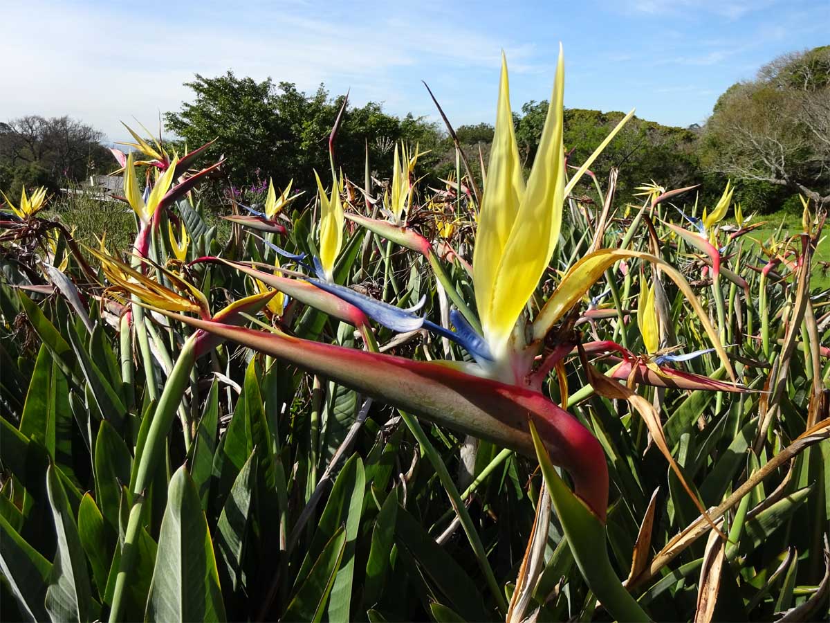 Image of Strelitzia reginae specimen.