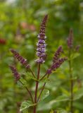 Mentha spicata. Верхушка цветущего растения. Пермь, Кировский р-н, садовый участок, в культуре. 11 сентября 2017 г.