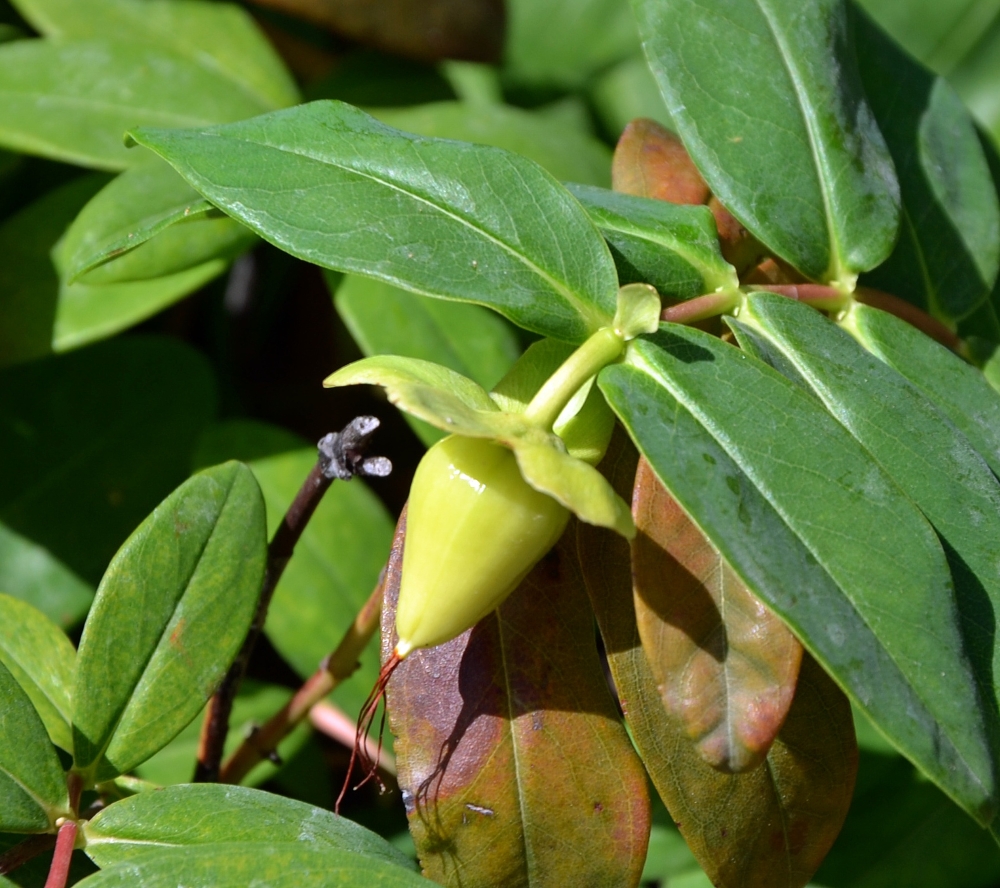 Image of Hypericum calycinum specimen.