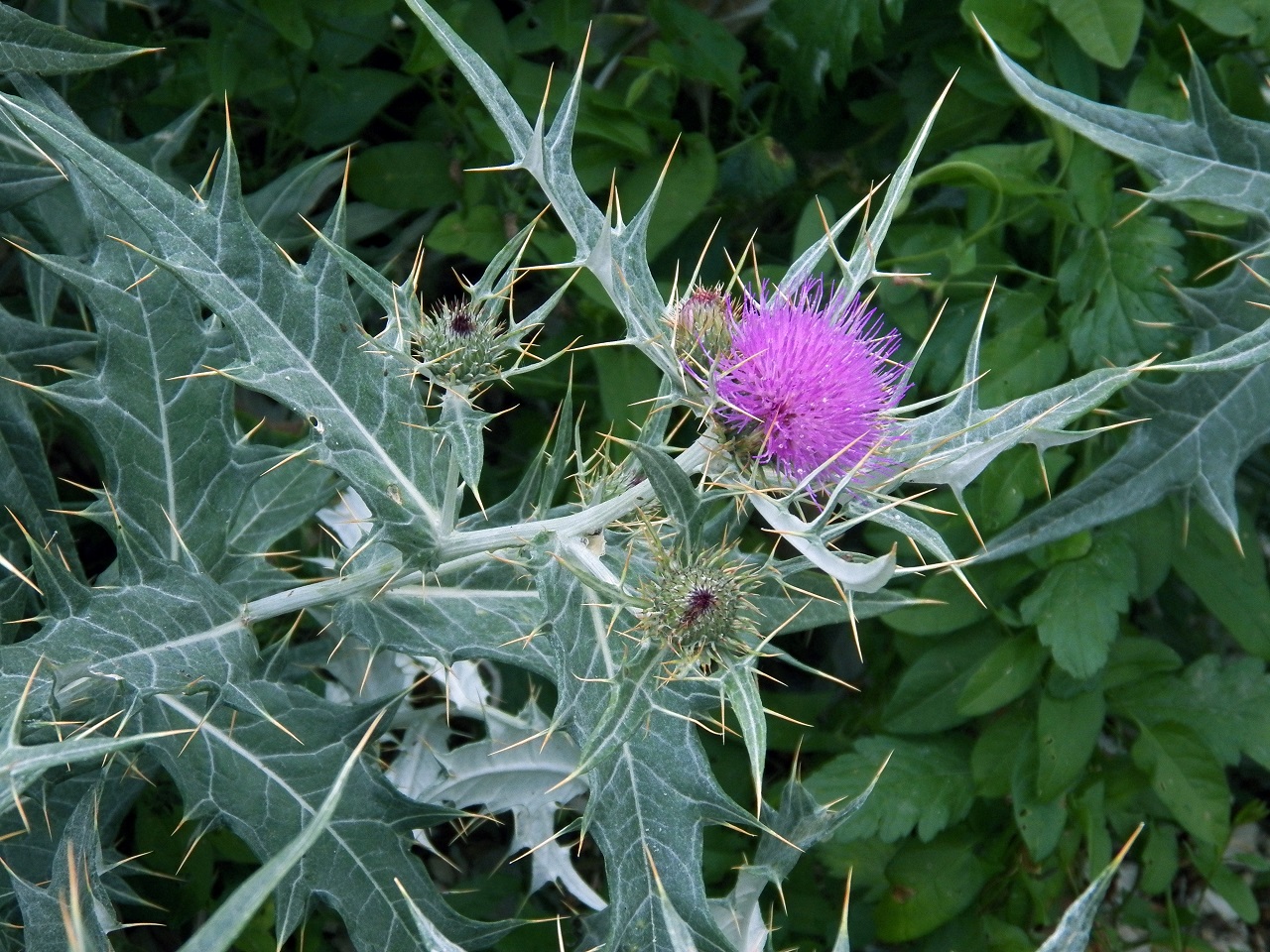 Изображение особи род Cirsium.