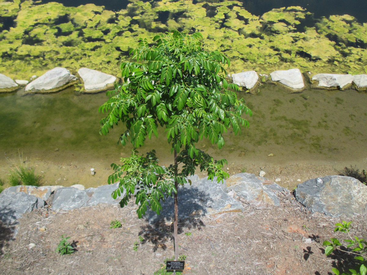 Изображение особи Pararchidendron pruinosum.