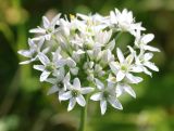 Allium ramosum