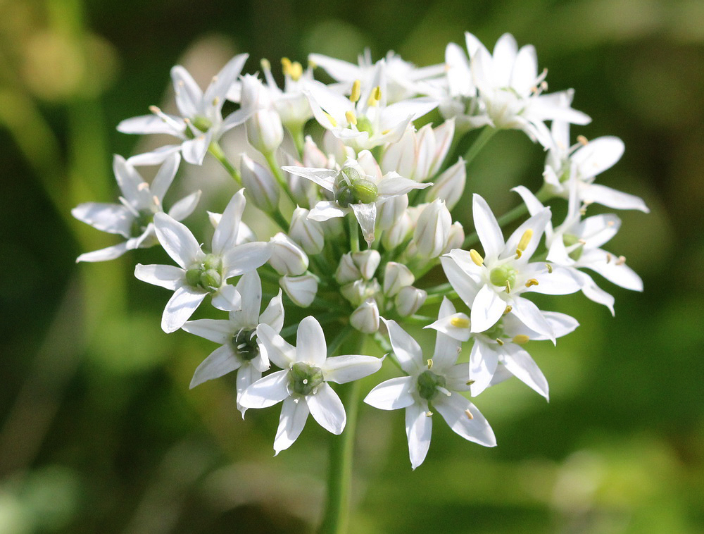 Image of Allium ramosum specimen.