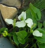 Calla palustris