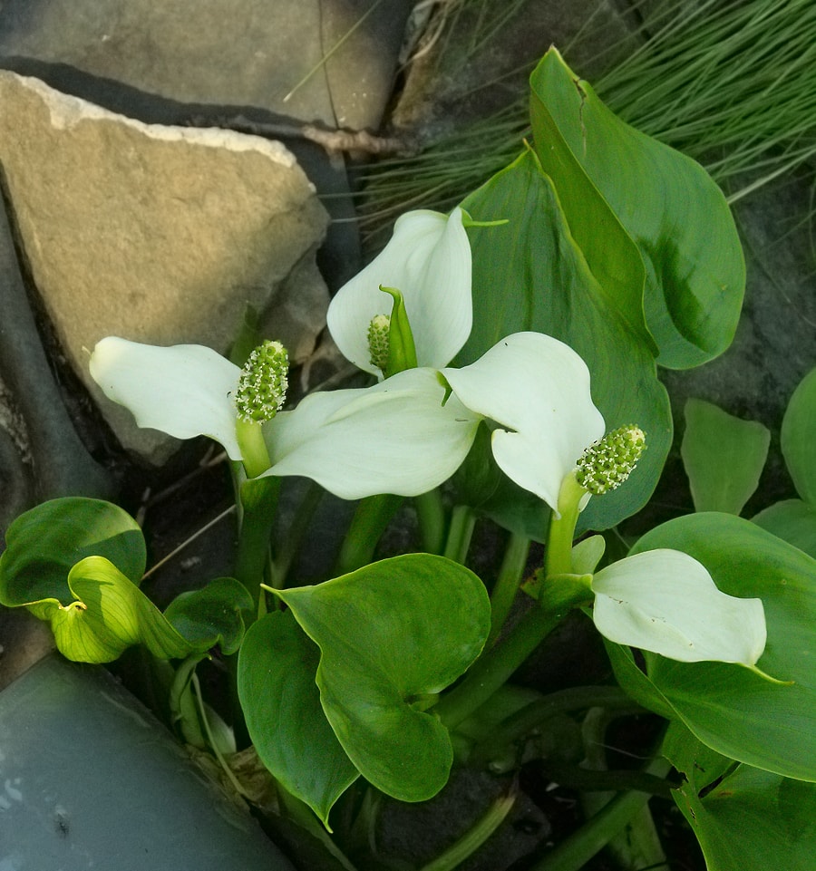 Изображение особи Calla palustris.