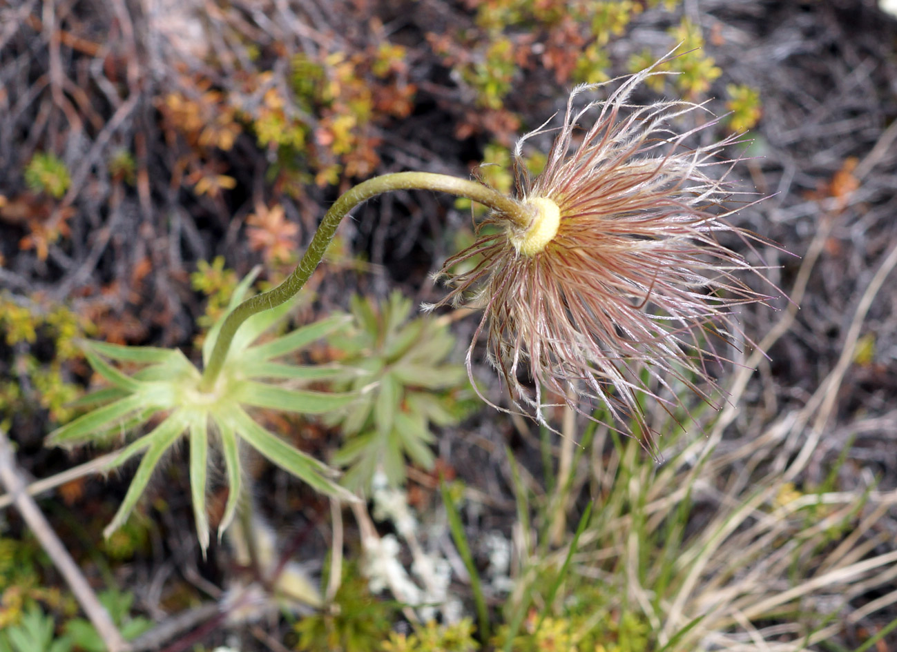 Image of Pulsatilla ajanensis specimen.