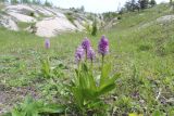 Orchis militaris