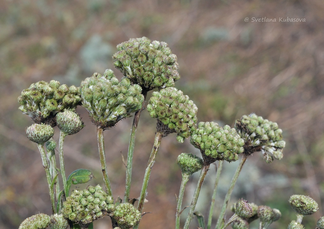 Изображение особи Cirsium setosum.