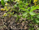 Gymnospermium altaicum
