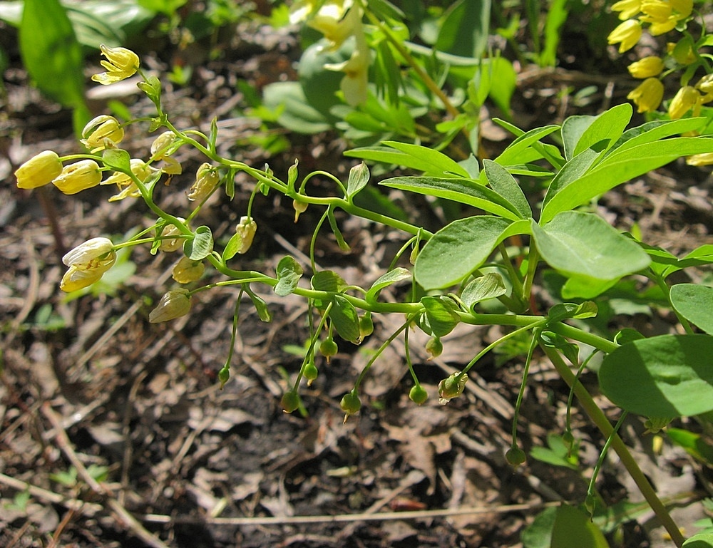 Изображение особи Gymnospermium altaicum.