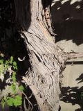 genus Vitis. Нижняя часть ствола. Волгоград, Красноармейский р-н, ул. Фадеева, озеленение. 17.08.2017.