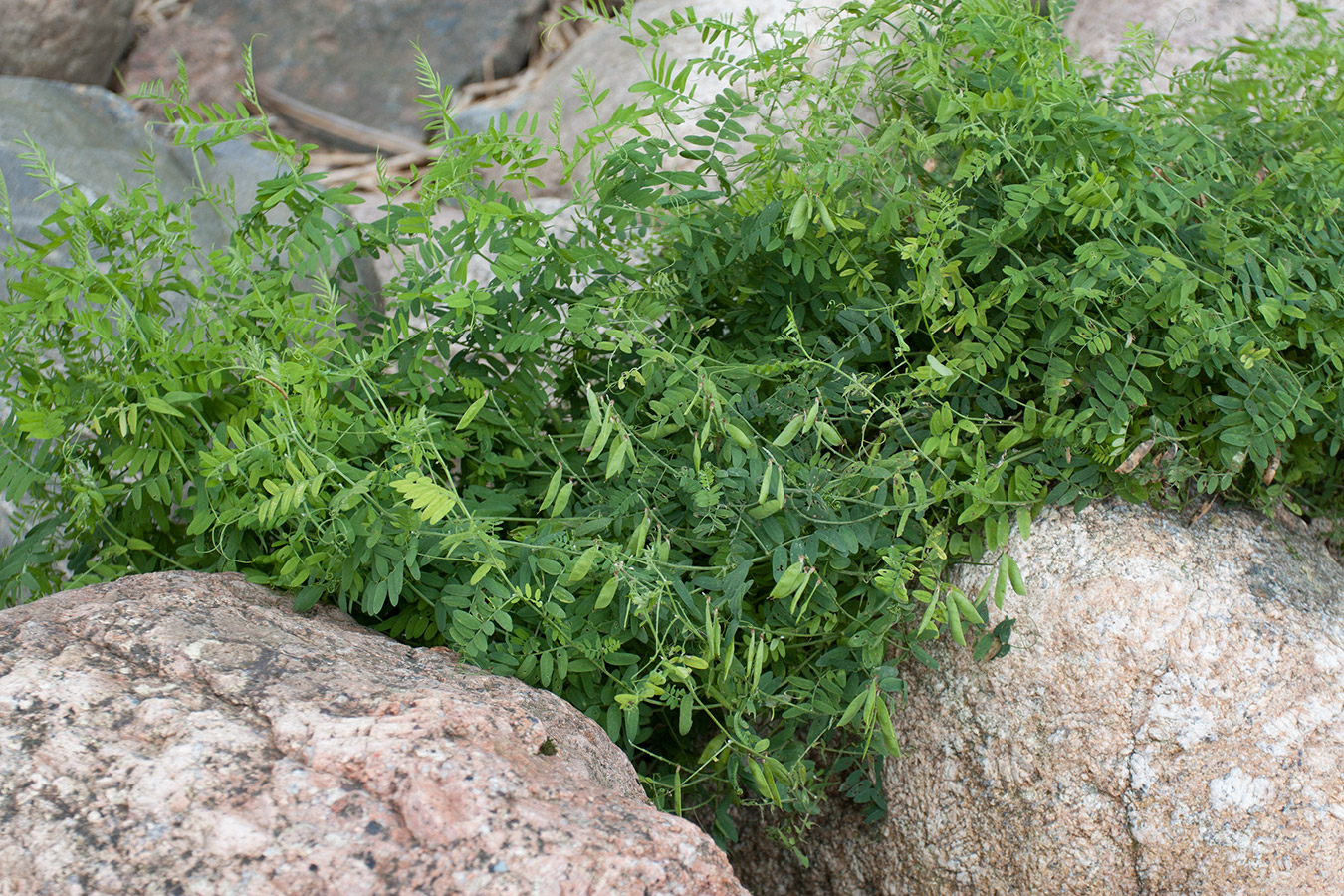 Изображение особи Vicia cracca.