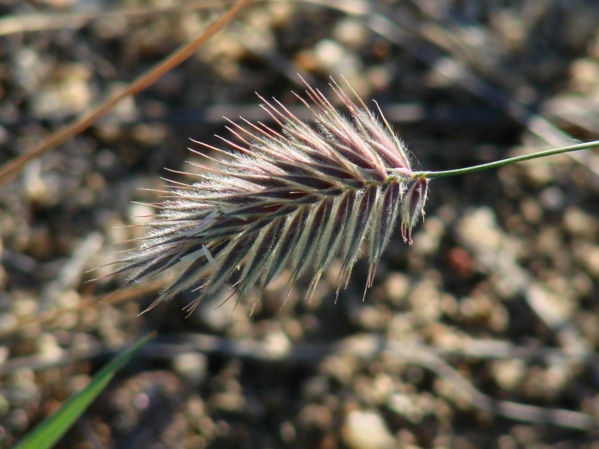 Image of genus Agropyron specimen.