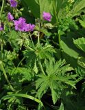 Geranium sylvaticum. Верхушка цветущего растения. Адыгея, Фишт-Оштеновский массив, перевал Гузерипльский, ≈ 1900 м н.у.м., субальпийский луг. 04.07.2017.