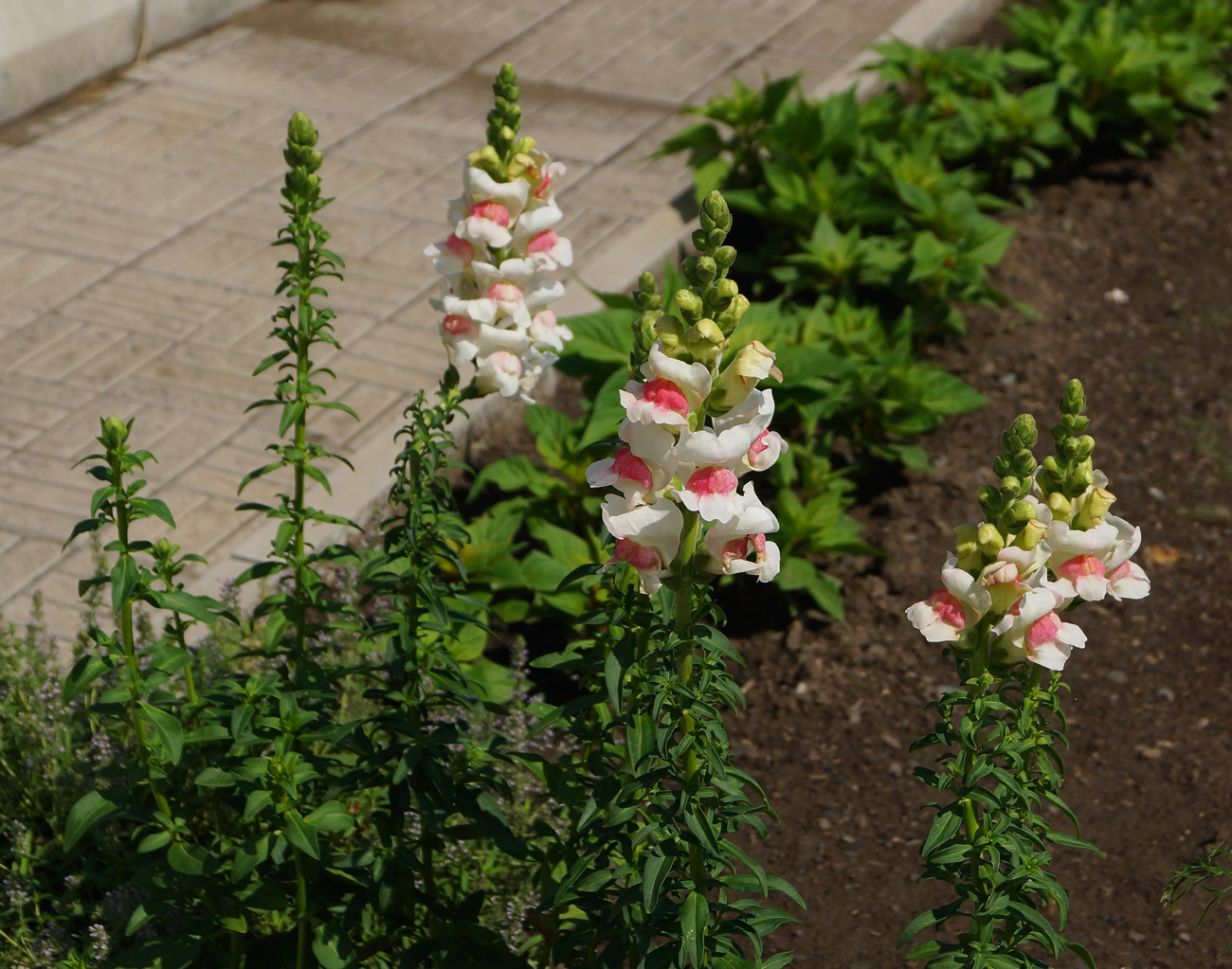 Изображение особи Antirrhinum majus.