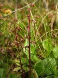 Pyrola incarnata. Соплодия. Магаданская обл., Ольский р-н, Ольское шоссе, на обочине второстепенной дороги. 19.08.2014.