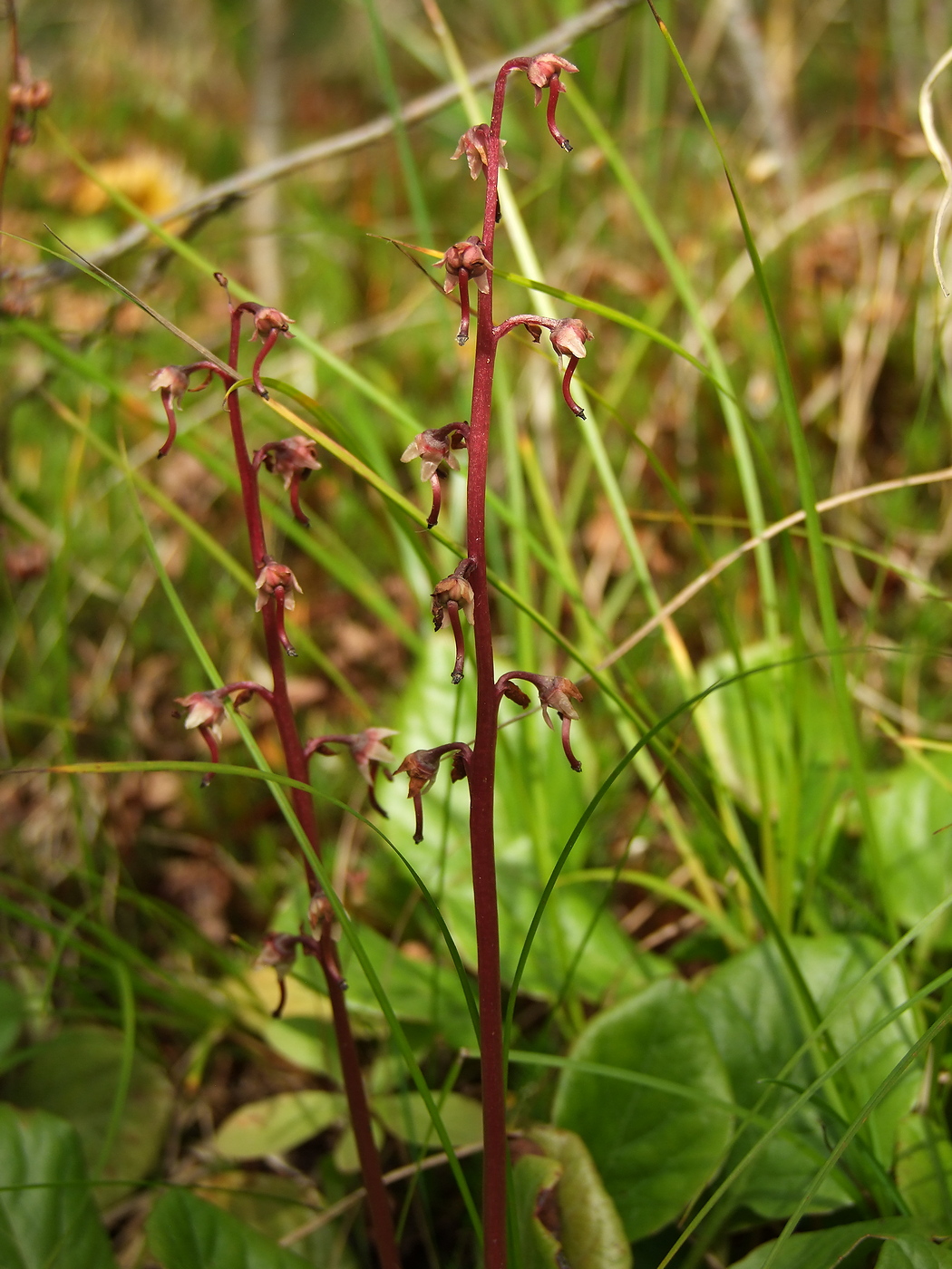 Изображение особи Pyrola incarnata.