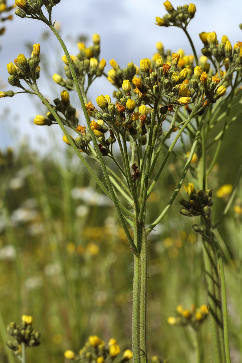 Изображение особи Pilosella cymosa.